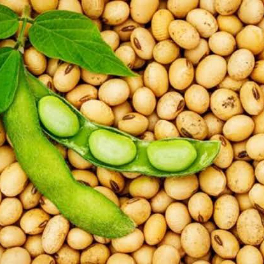 সয়াবিন বীজ (Soybean)
