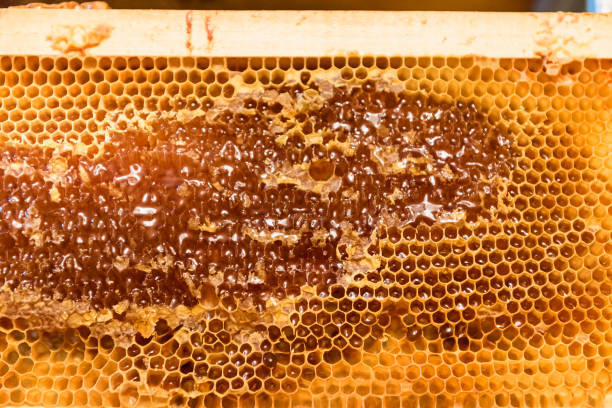 সুন্দরবনের মিশ্র ফুলের মধু